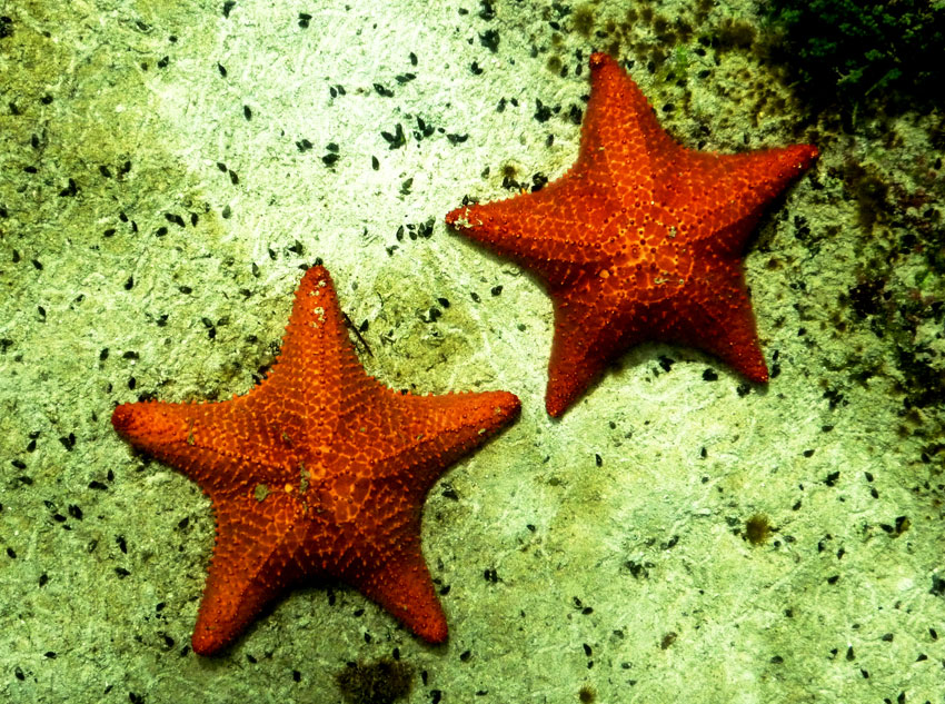 starfish